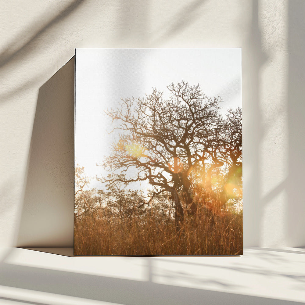Sunlit Silhouette | Canvas