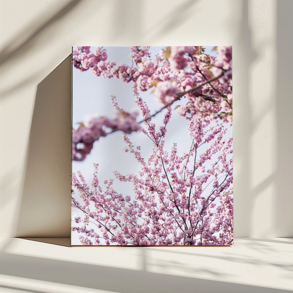 Colorful Spring 11 | Canvas