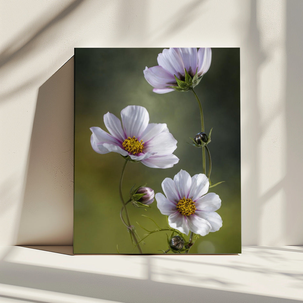 *Cosmos | Canvas