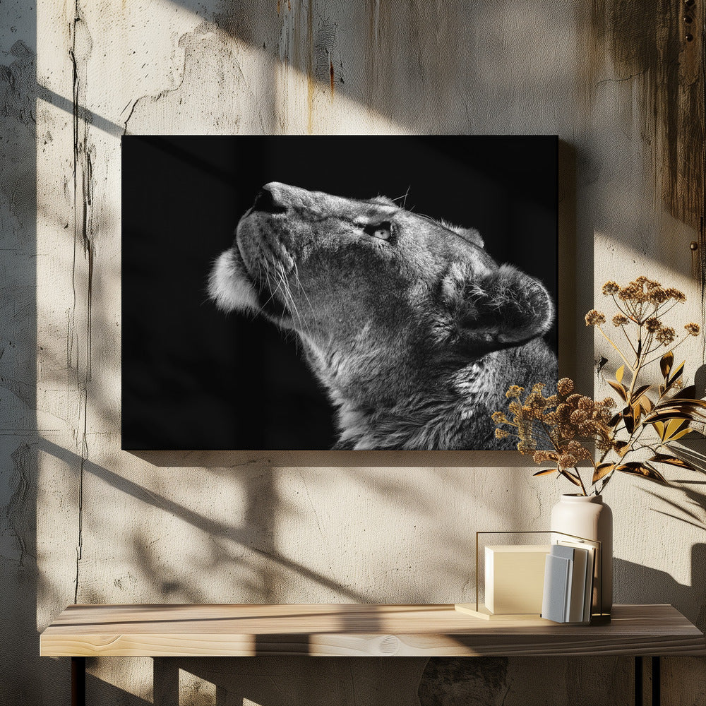 Looking Up | Canvas