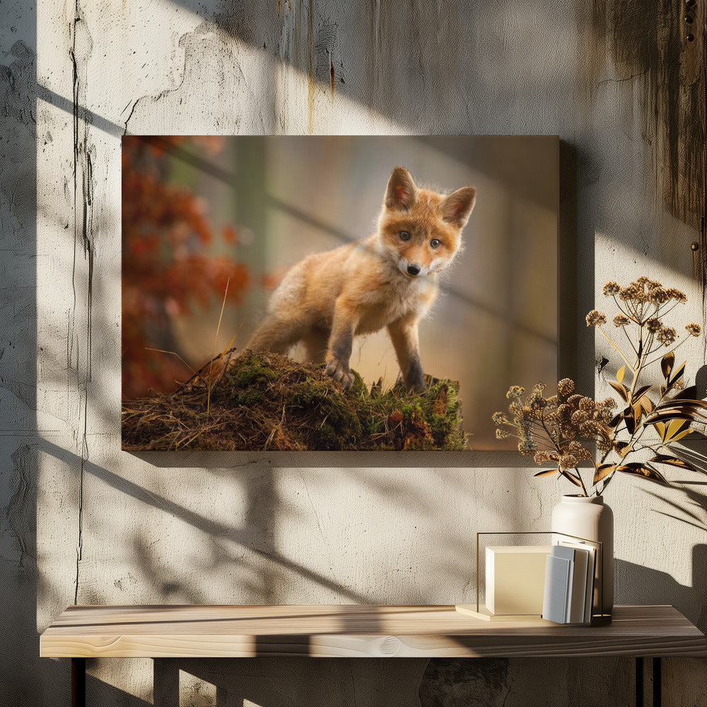 Fox | Canvas