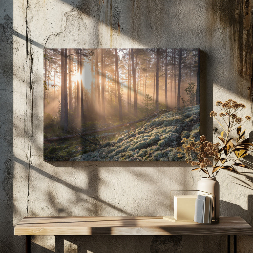 Fog in the forest with white moss in the forground | Canvas