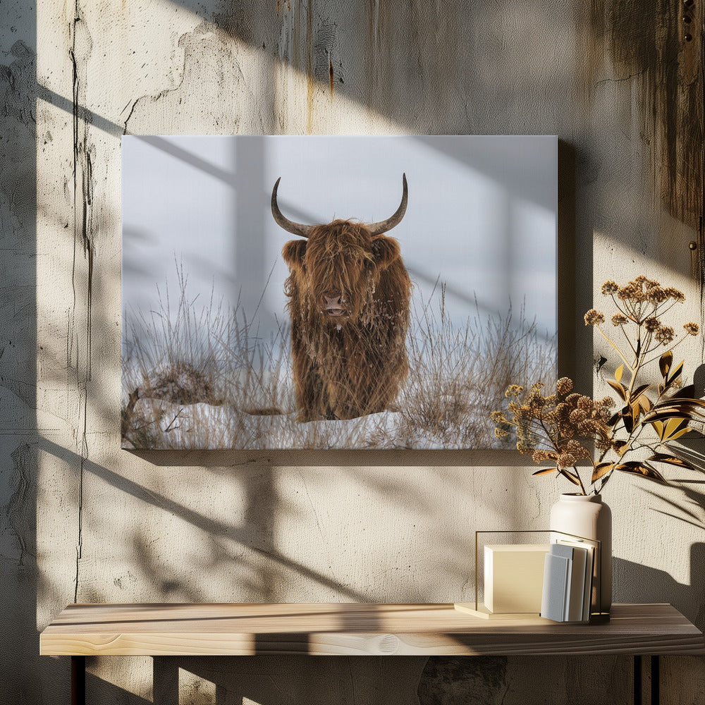 Highlander in Snow | Canvas