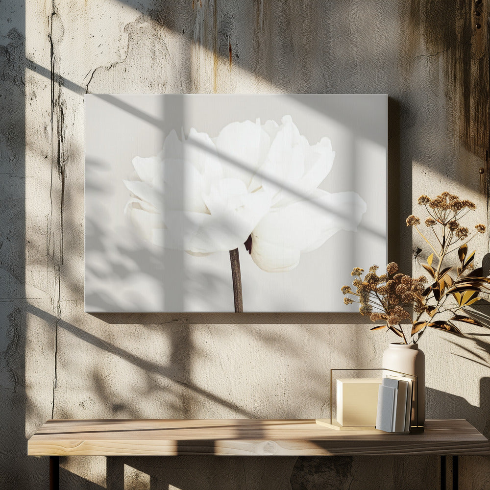 Peony 11 | Canvas