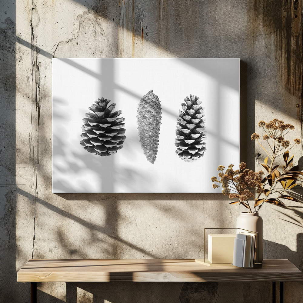 Pine Cone Study | Canvas
