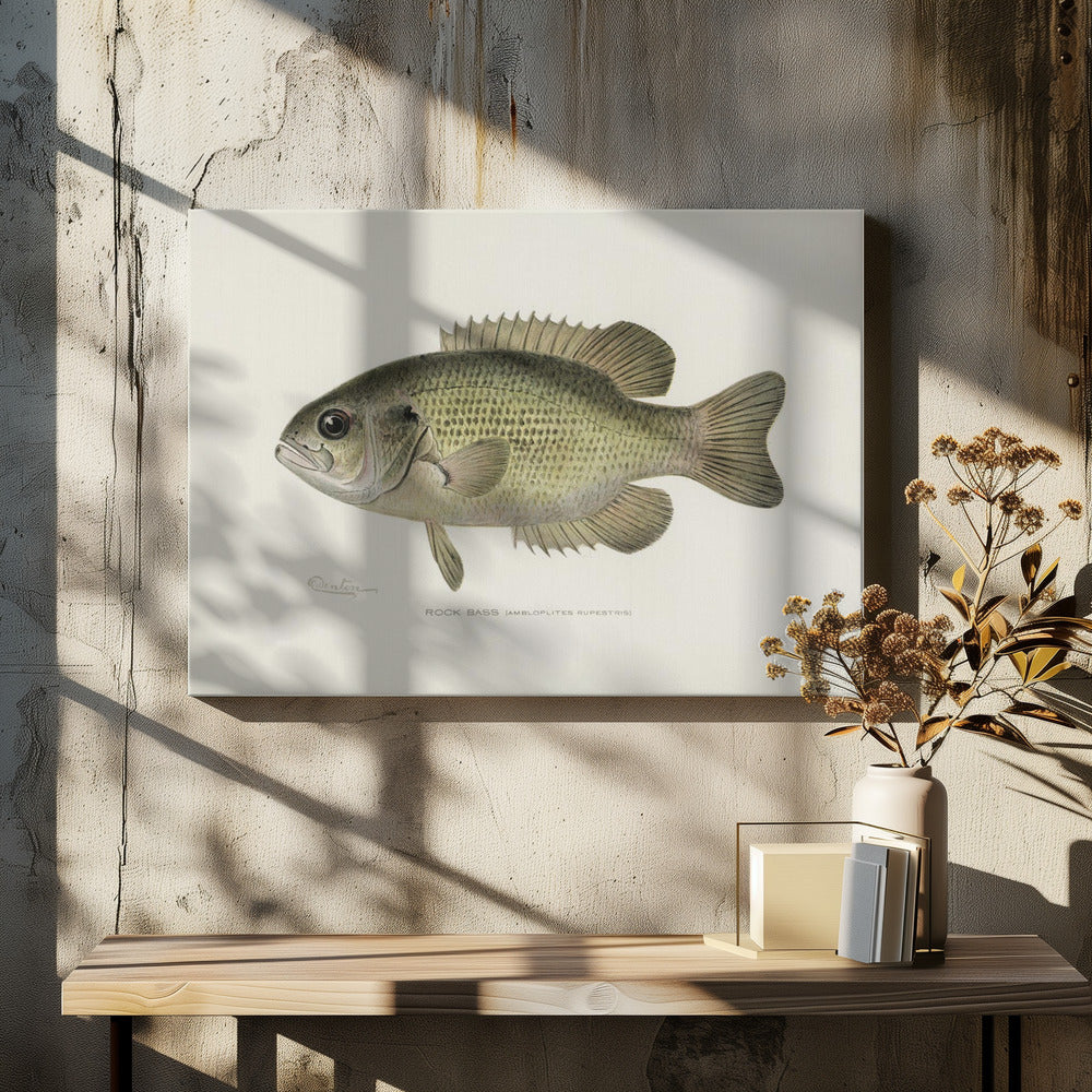 Rock Bass (ambloplites Rupestris) By Sherman F. Denton (1856 1937) | Canvas