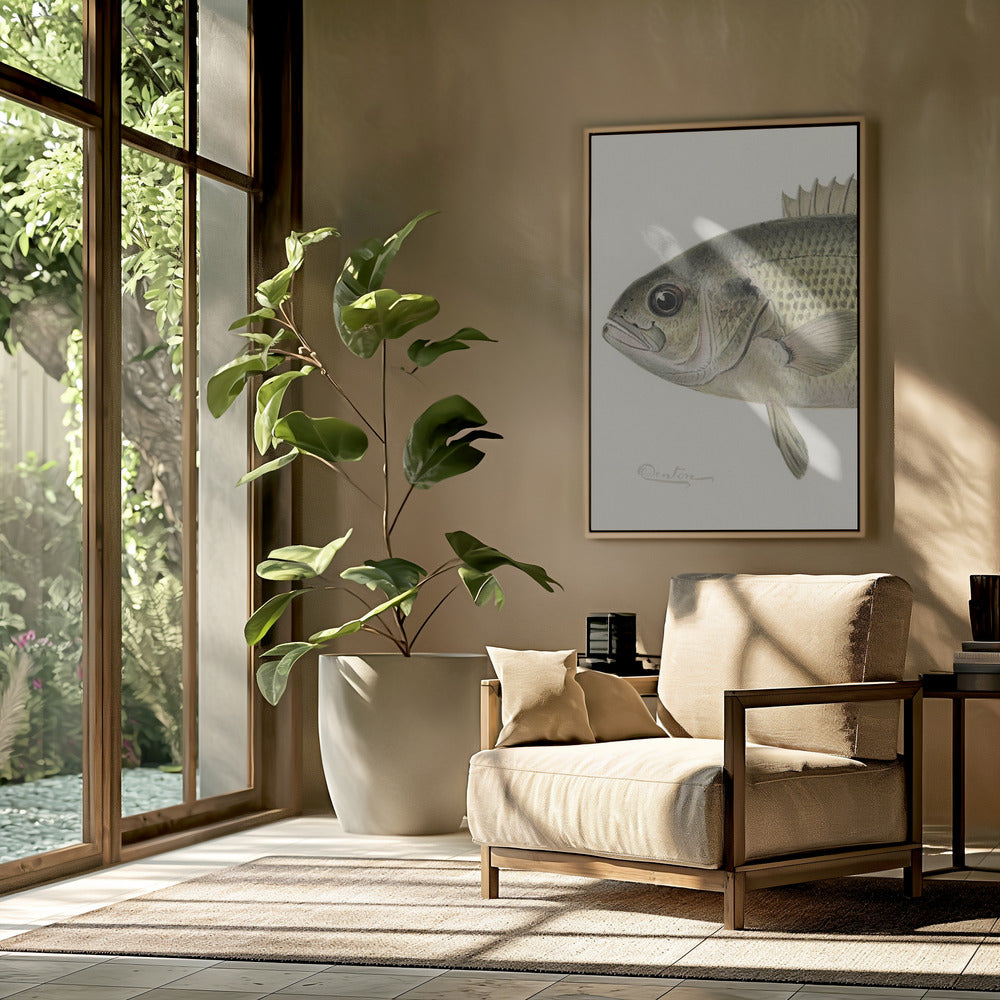 Rock Bass Crop | Poster