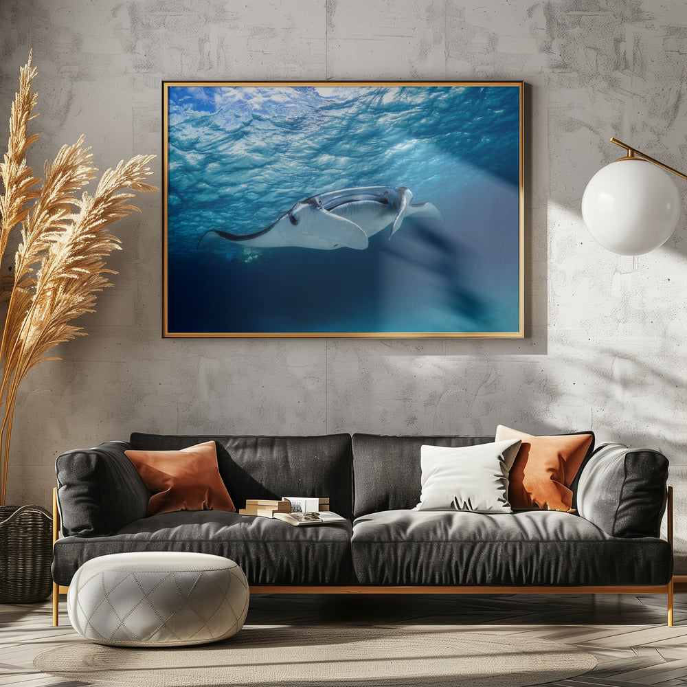 Manta ray | Poster