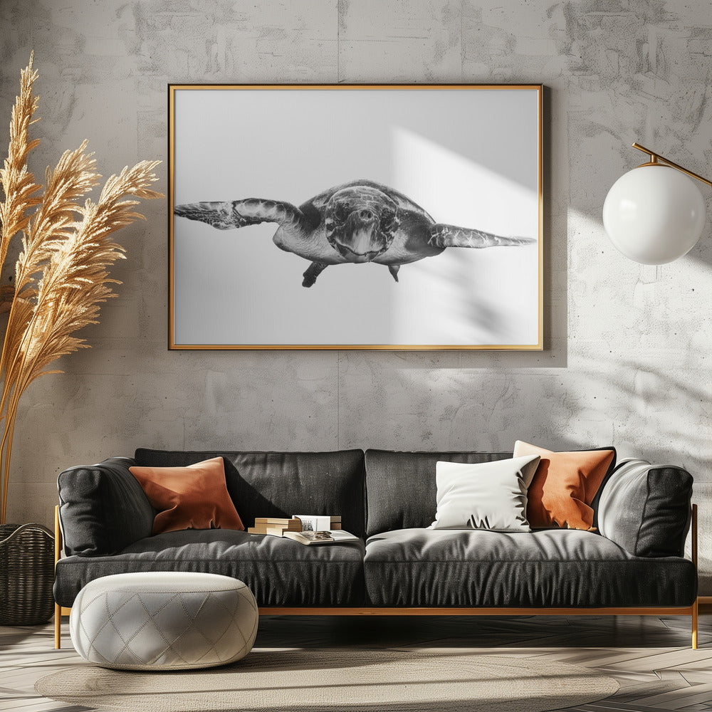 White and turtle | Poster