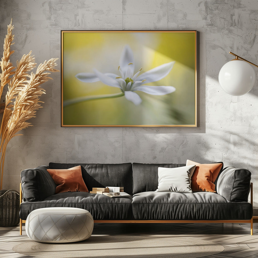 Ornithogalum | Canvas