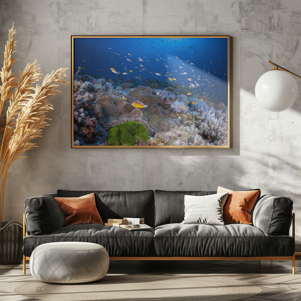 Anemon and Anthias | Poster