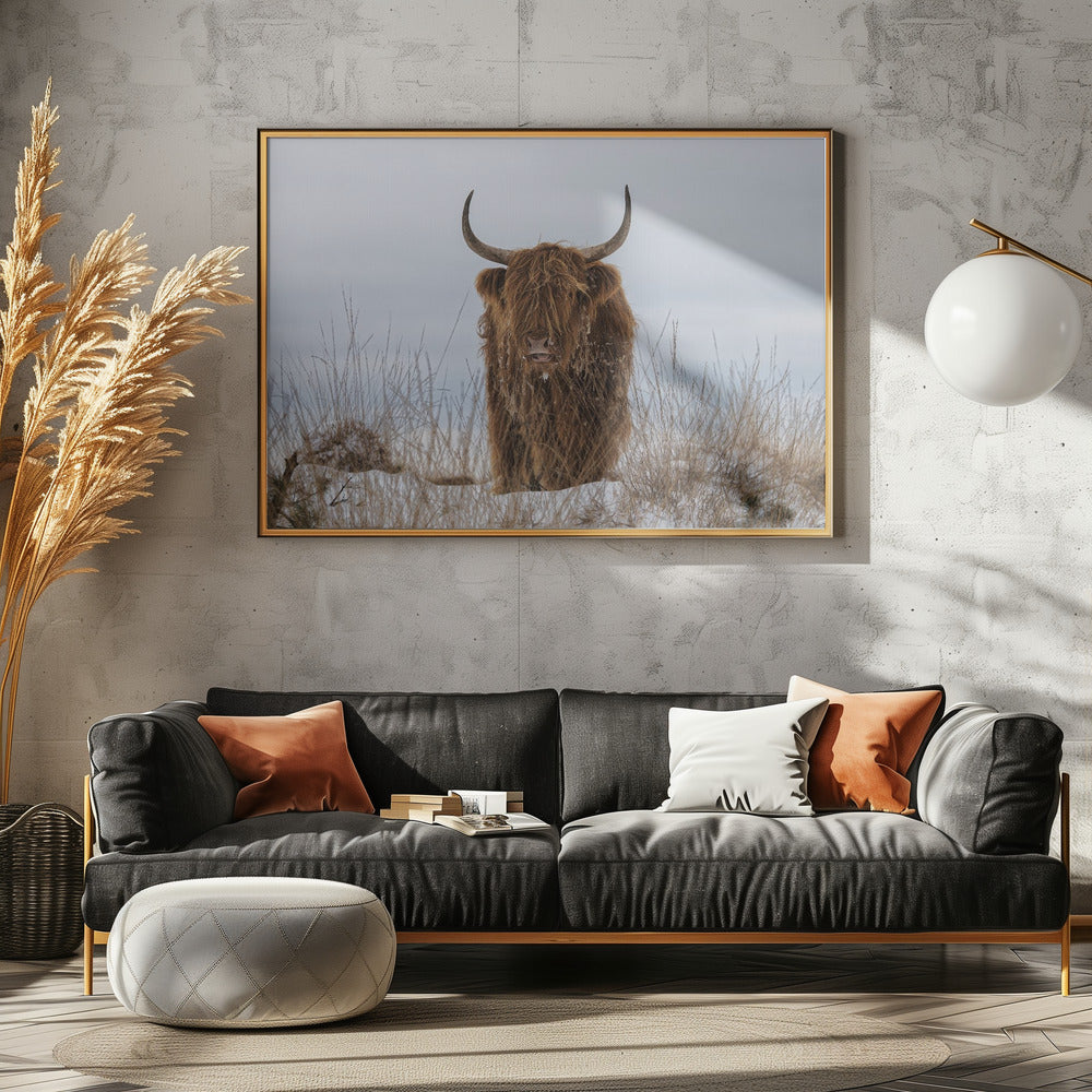 Highlander in Snow | Canvas