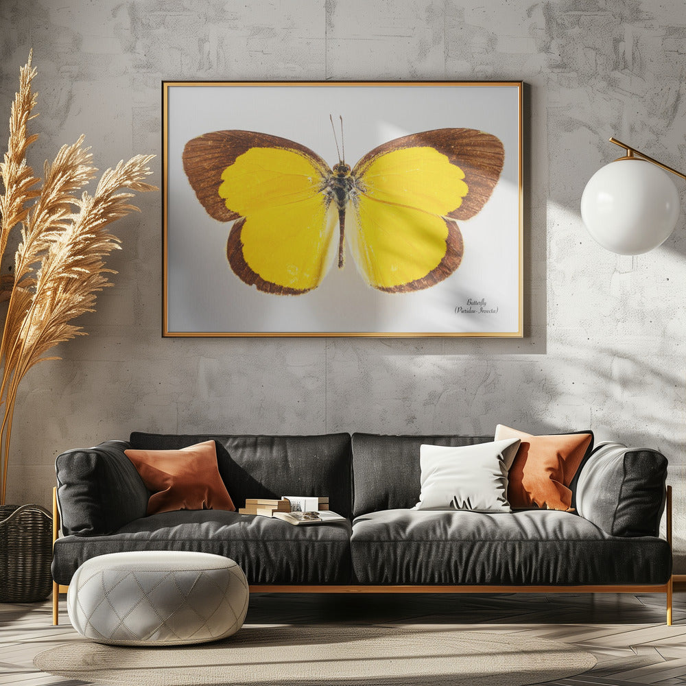 Butterfly - 2 | Canvas