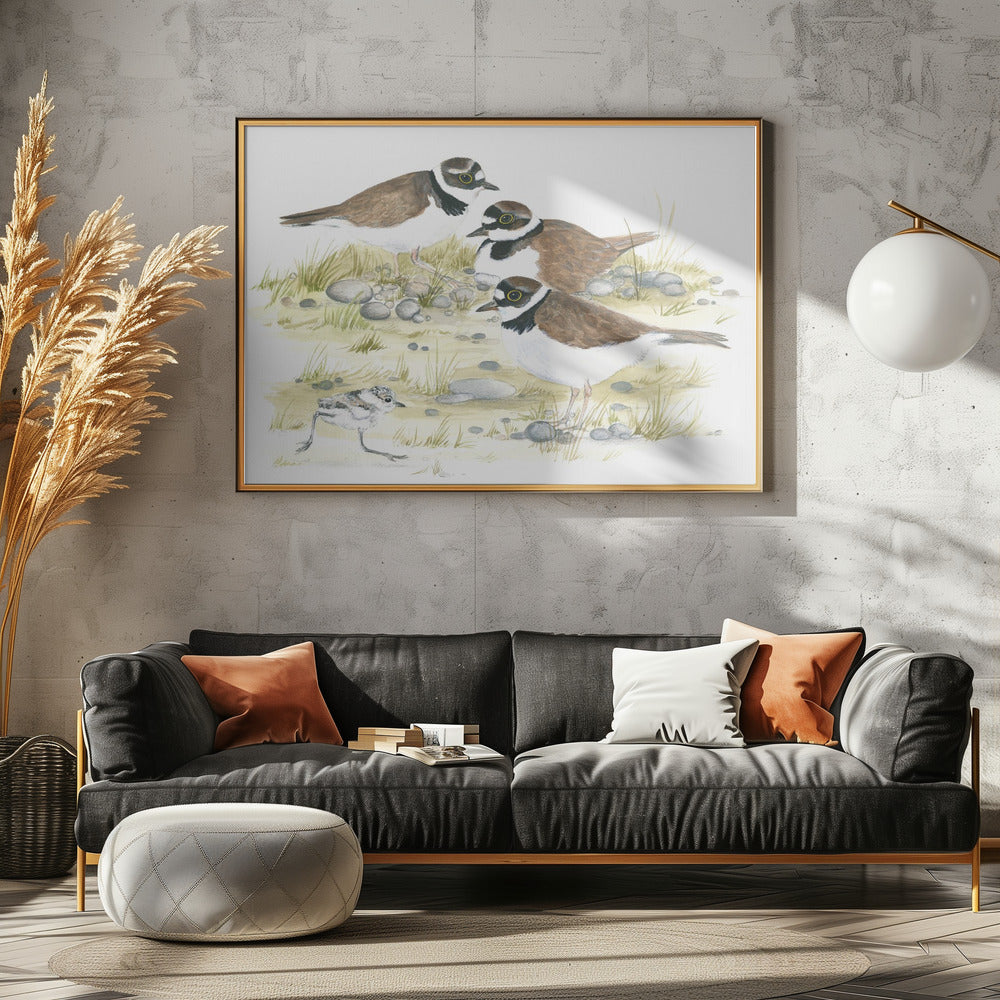 Plovers | Poster