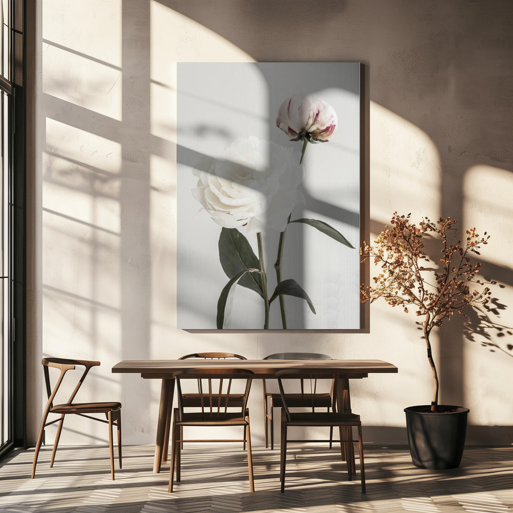 Peony 12 | Canvas