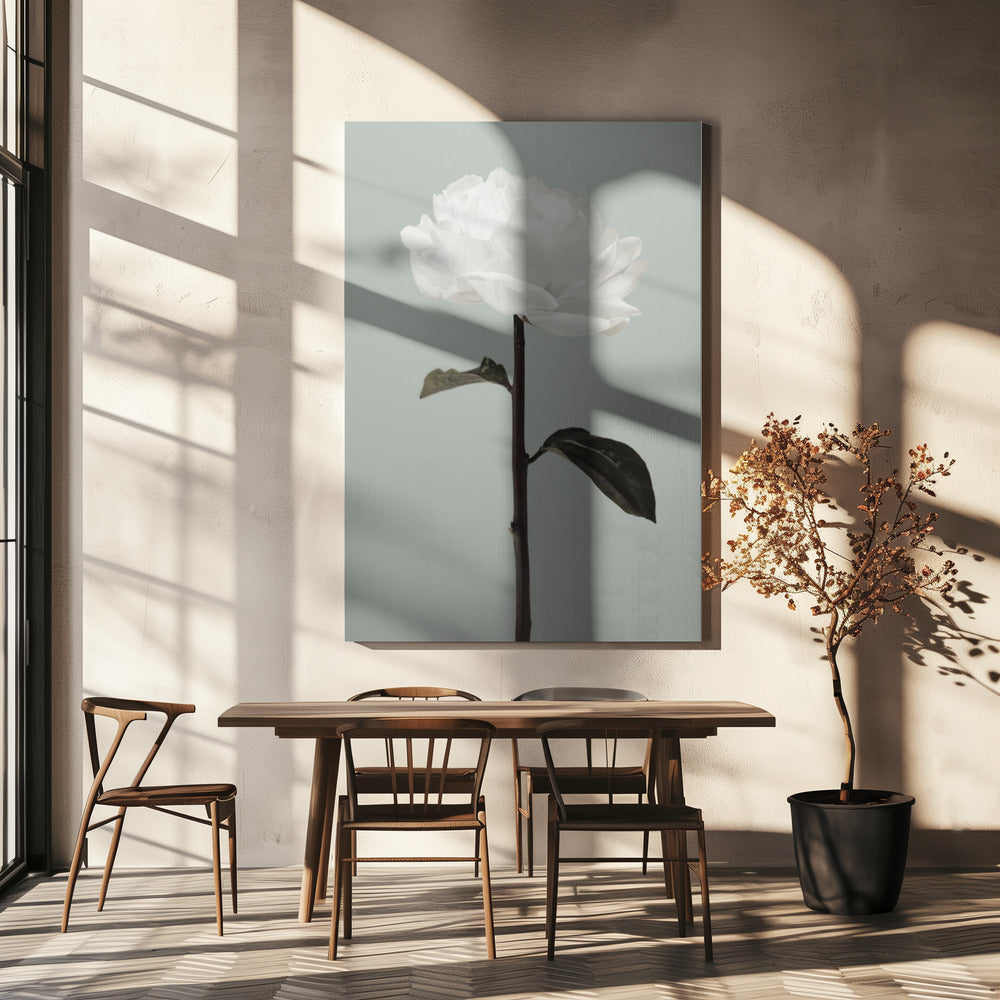 Peony 16 | Canvas