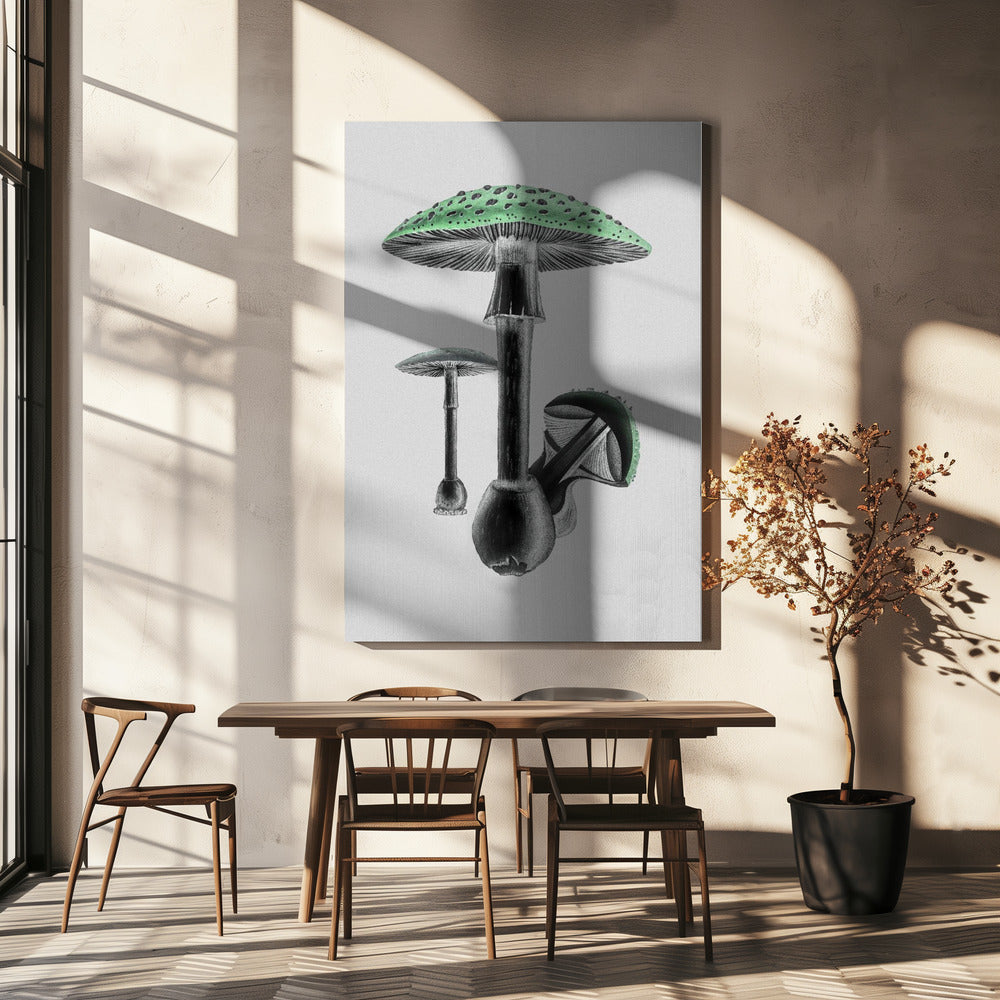 Amanita Muscaria White Background Green | Canvas