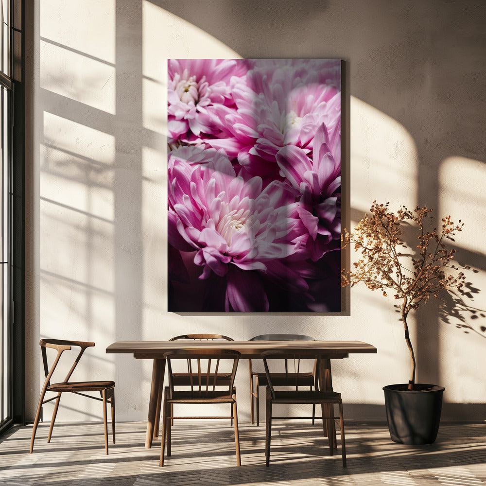 pink Chrysanthemum Blossom | Canvas