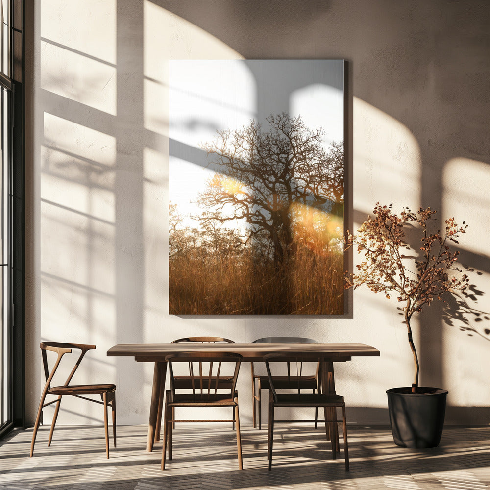 Sunlit Silhouette | Canvas