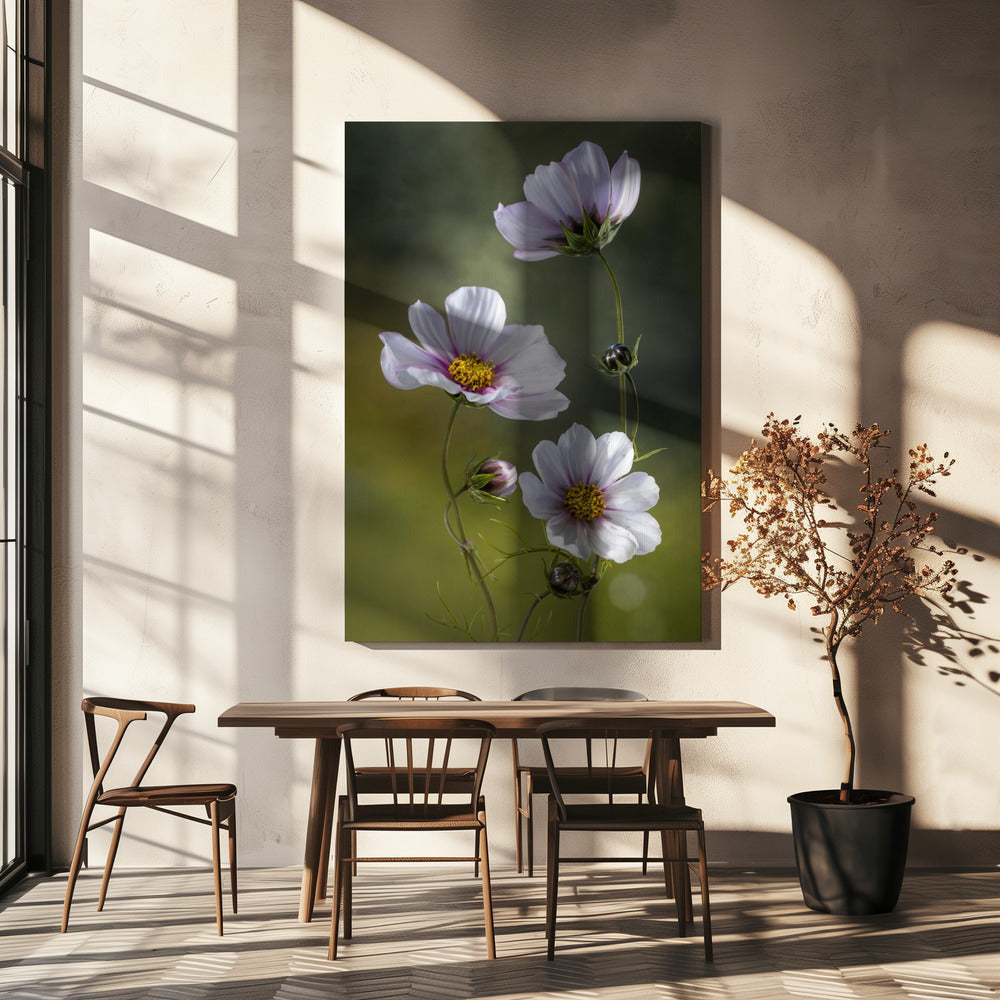 *Cosmos | Canvas