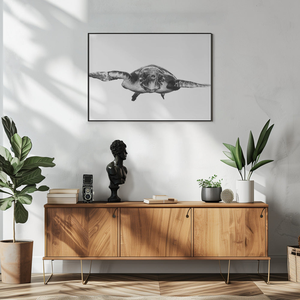 White and turtle | Poster