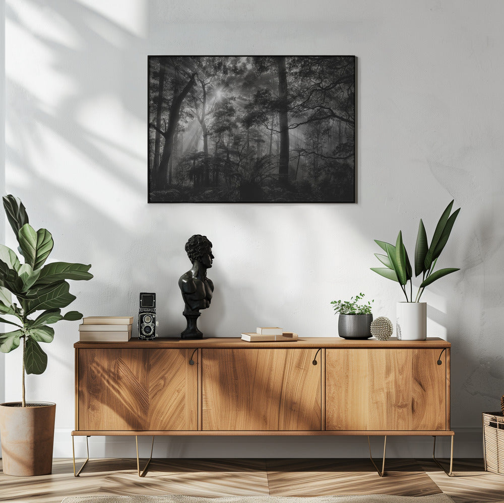 Primary forest | Poster