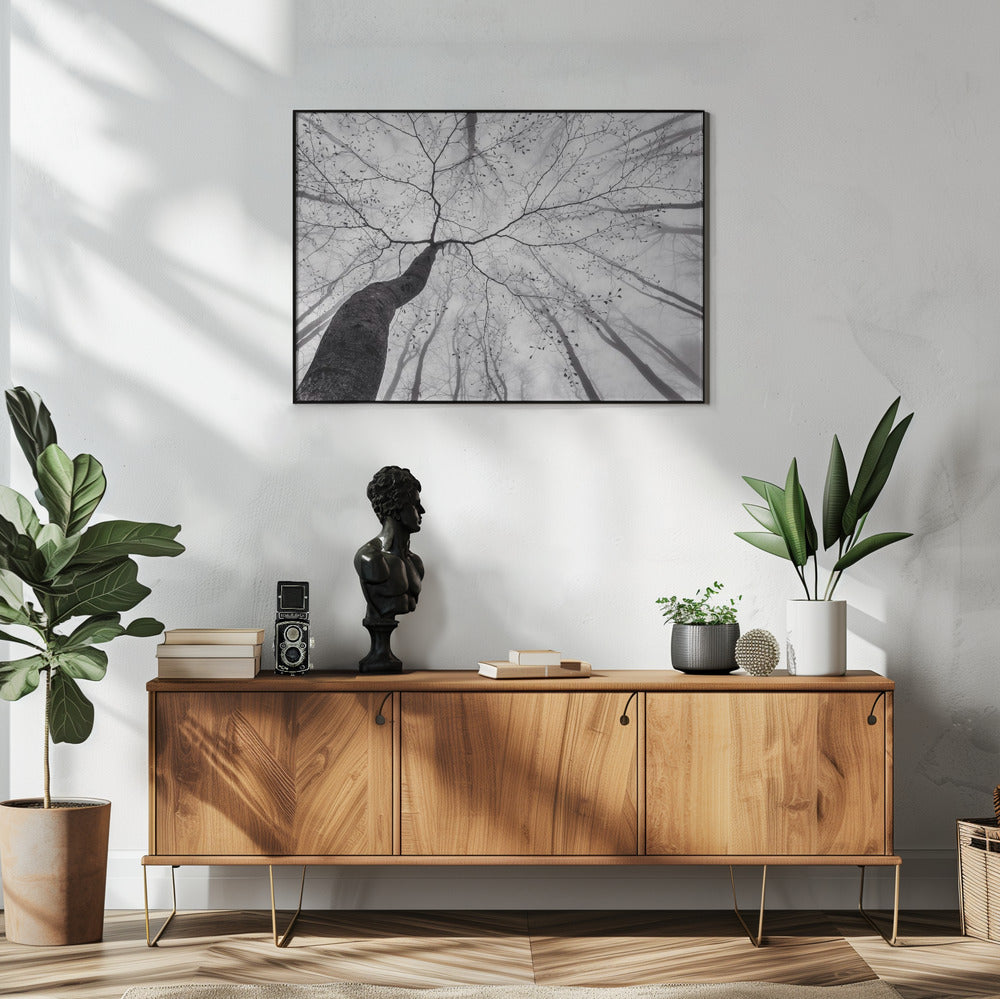 A view of the tree crown | Poster