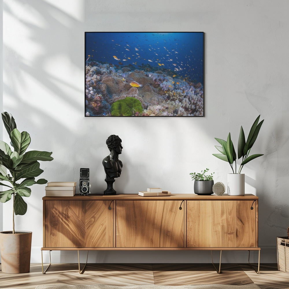 Anemon and Anthias | Poster