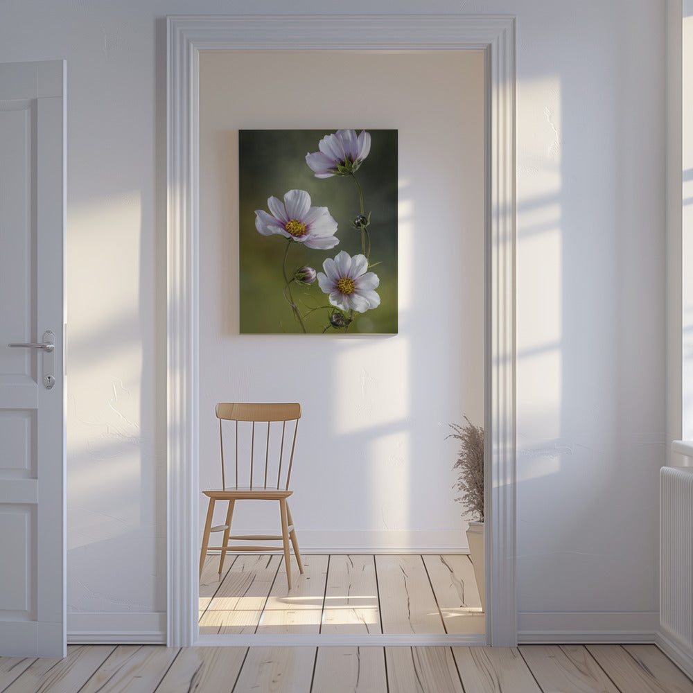 *Cosmos | Canvas