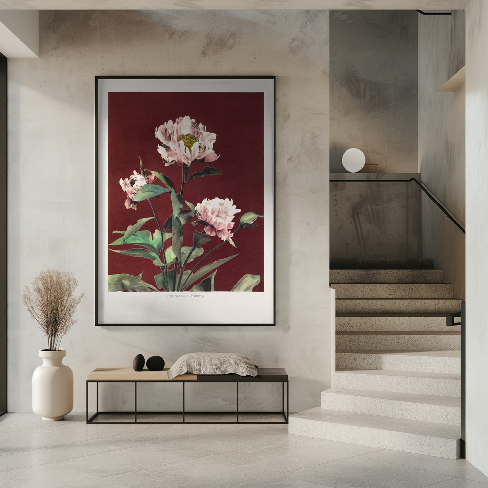 Hærdaceous Peony no2 | Poster