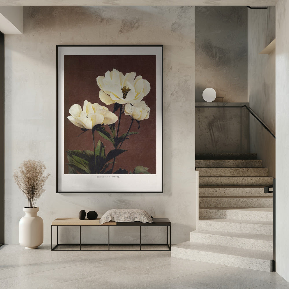 Hærdaceous Peony | Poster