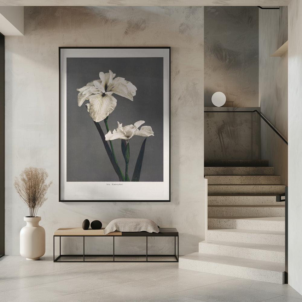 Iris Kæmpferi | Poster