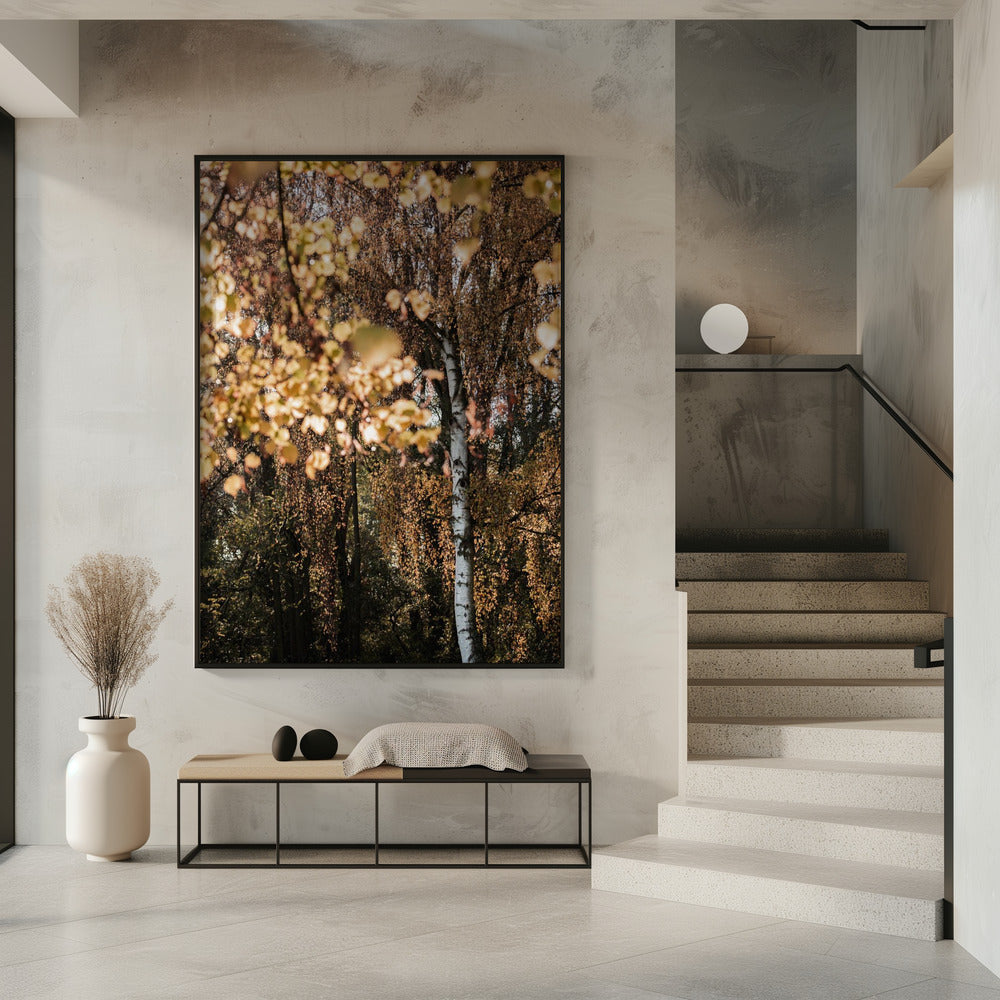 Autumn Birch Tree | Poster