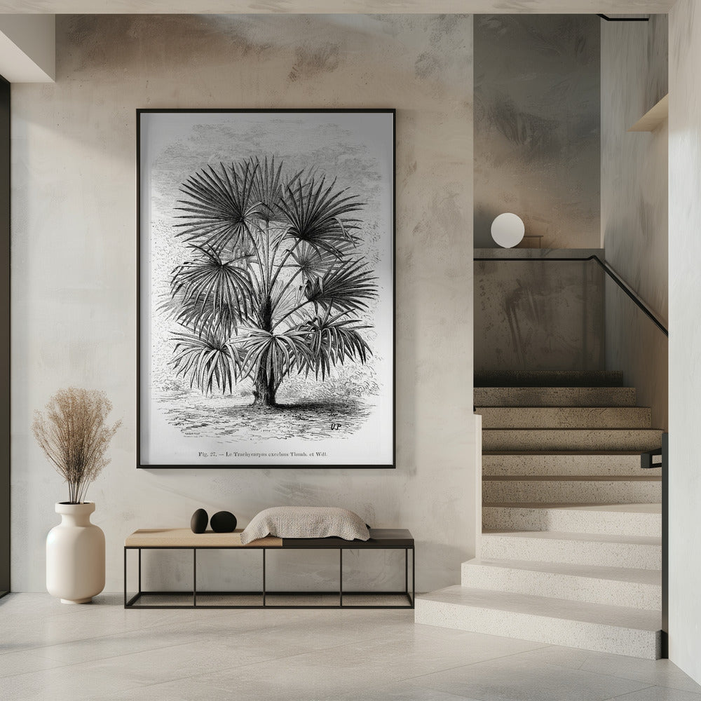 Vintage Palm Tree Drawing Xi | Poster