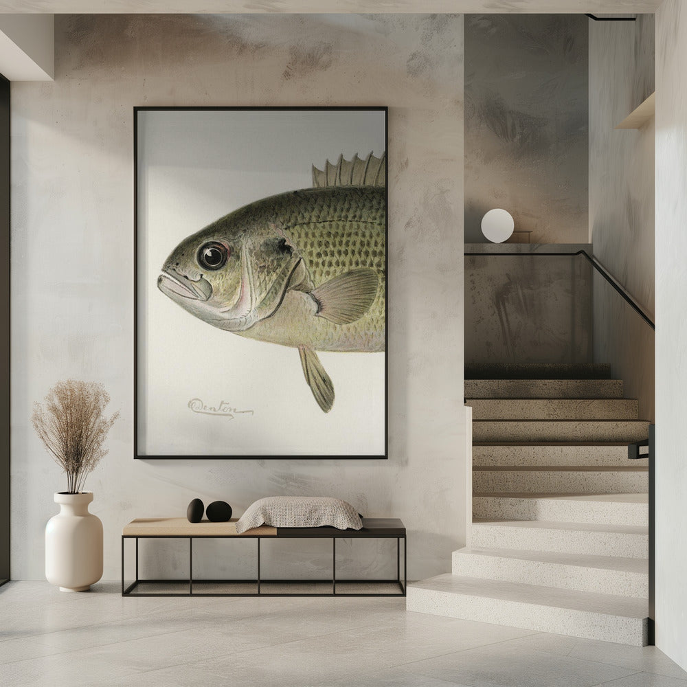 Rock Bass Crop | Poster