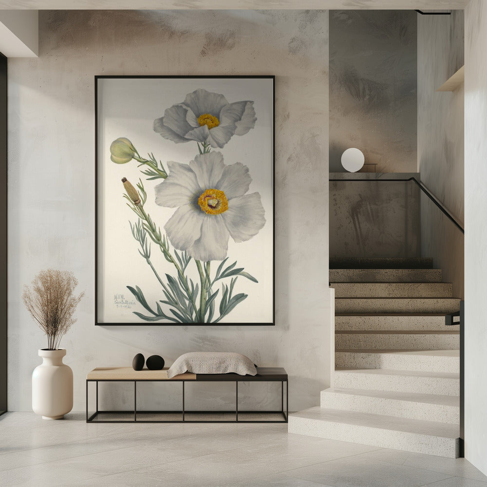 Matilija Poppy | Poster