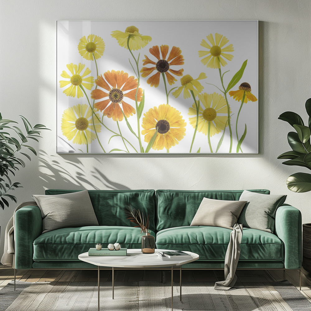 Helenium | Canvas