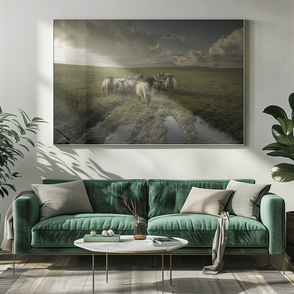 Sheep | Canvas