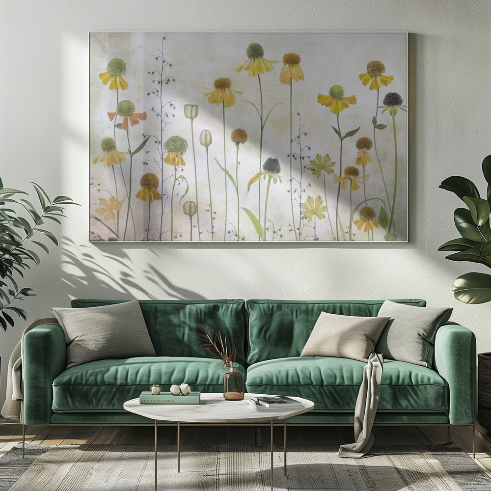 Helenium | Canvas
