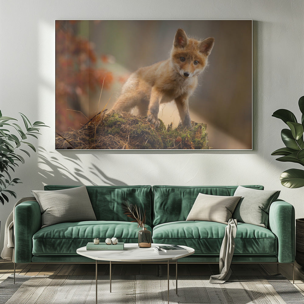 Fox | Canvas