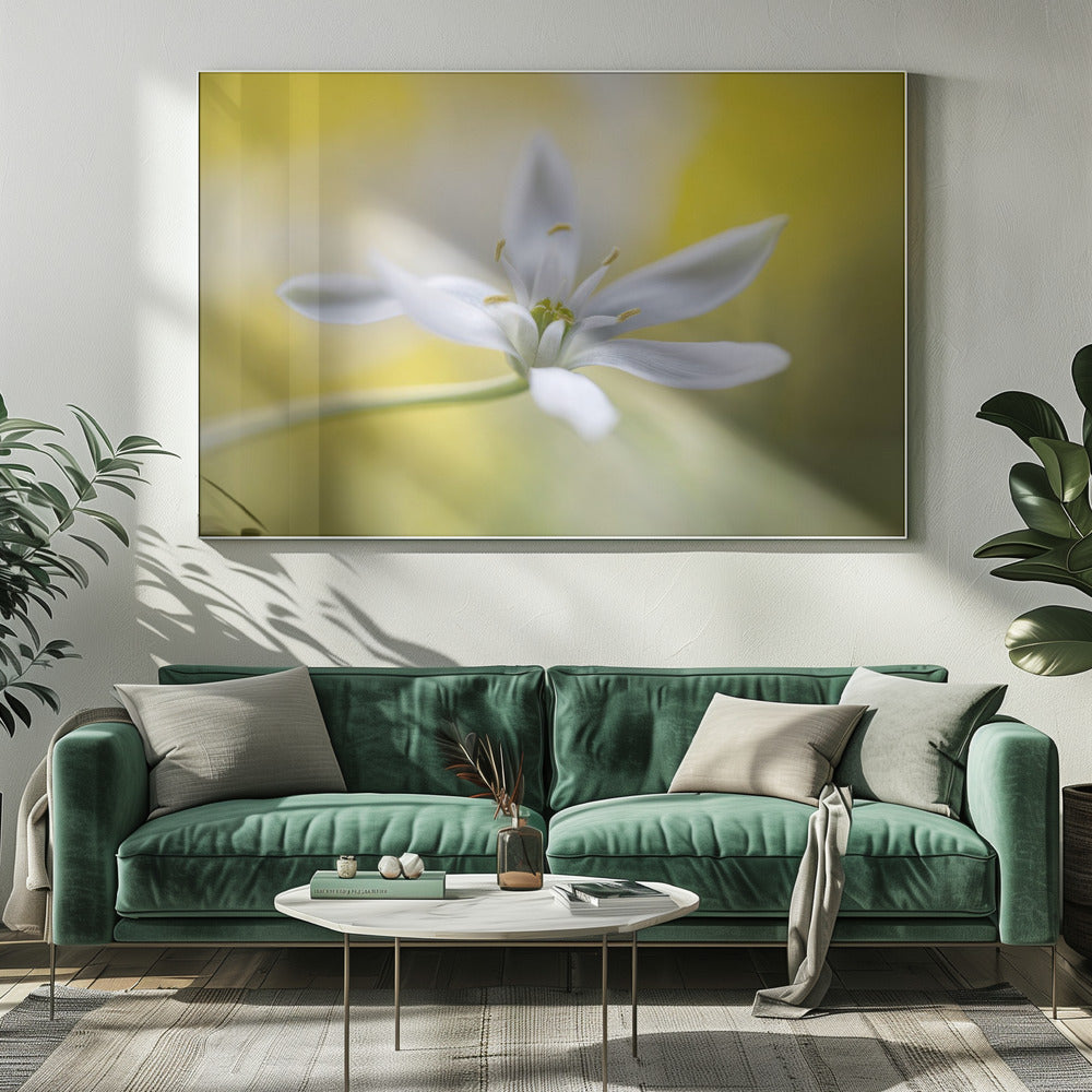 Ornithogalum | Canvas