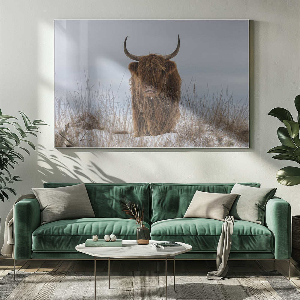 Highlander in Snow | Canvas