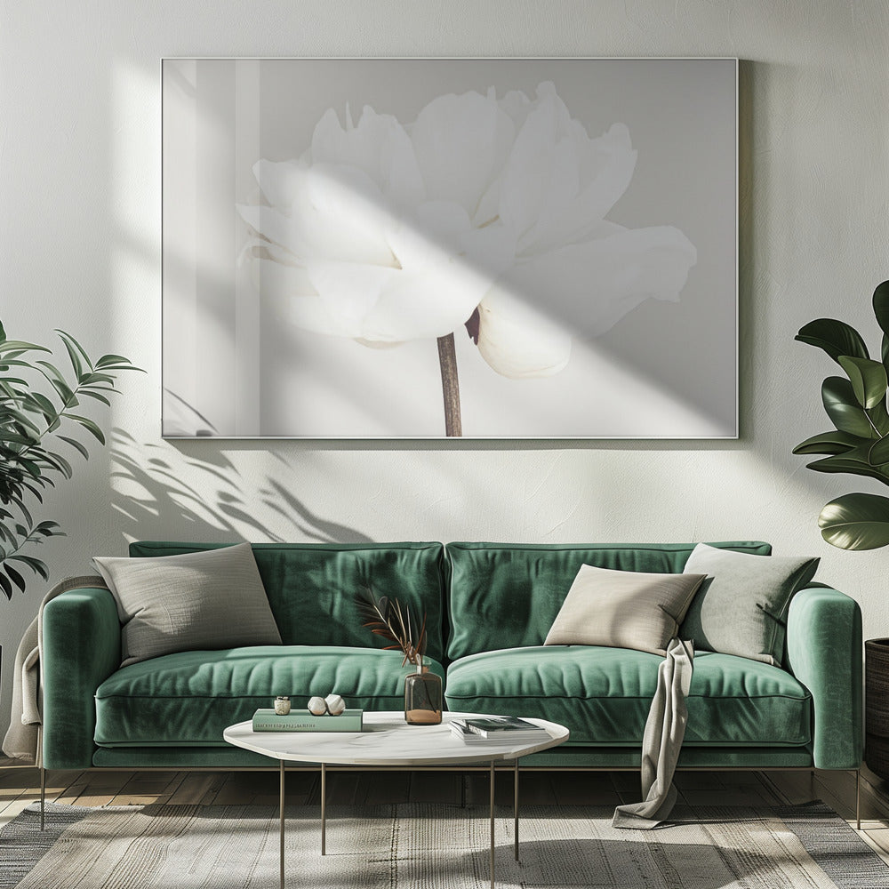 Peony 11 | Canvas