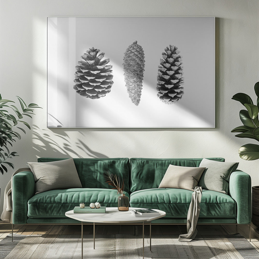 Pine Cone Study | Canvas