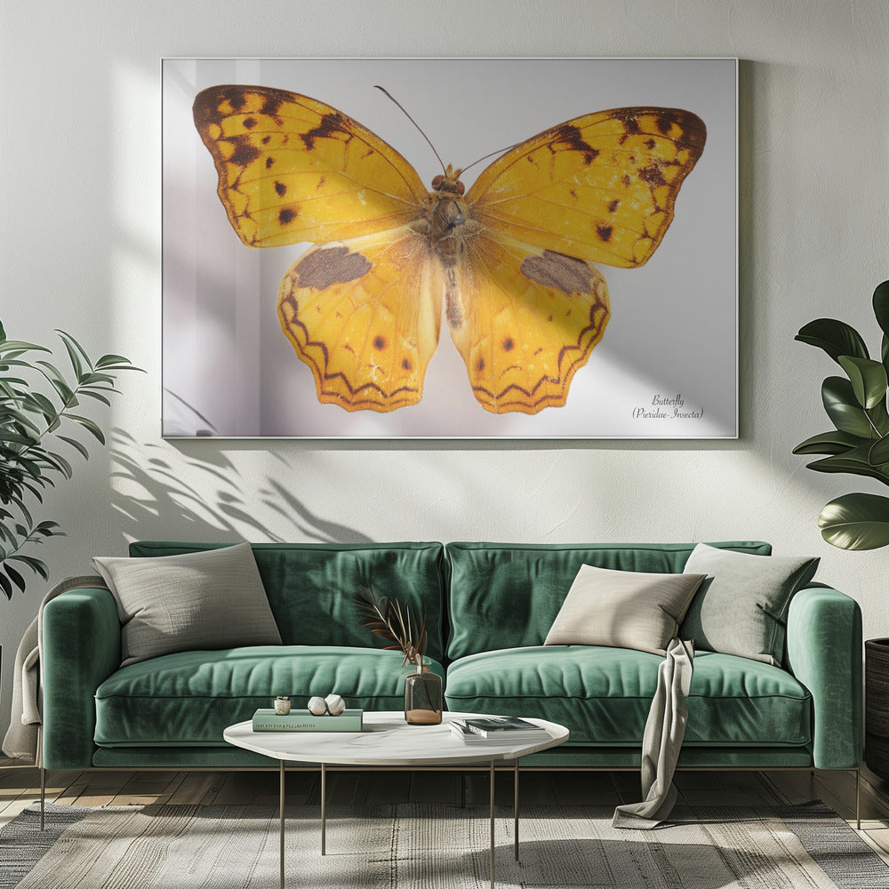 Butterfly - 10 | Canvas