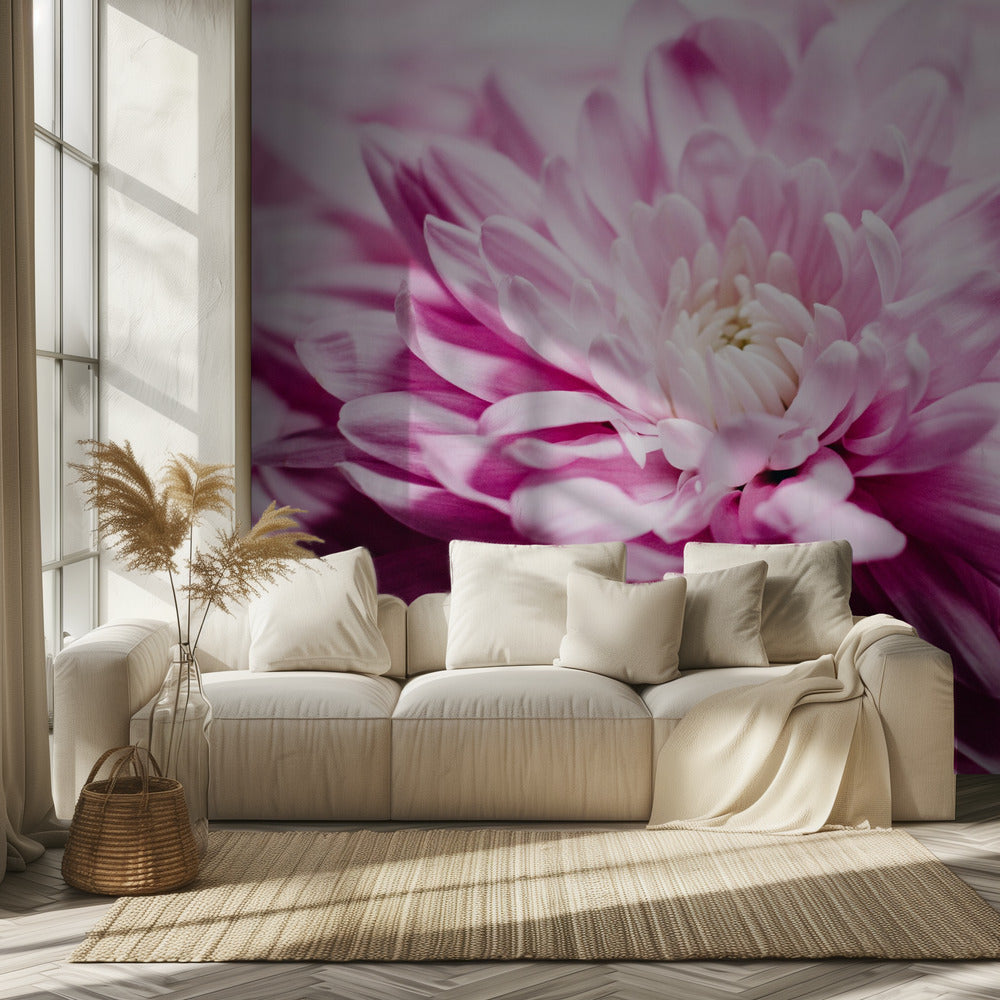 pink Chrysanthemum Blossom | Wallpaper