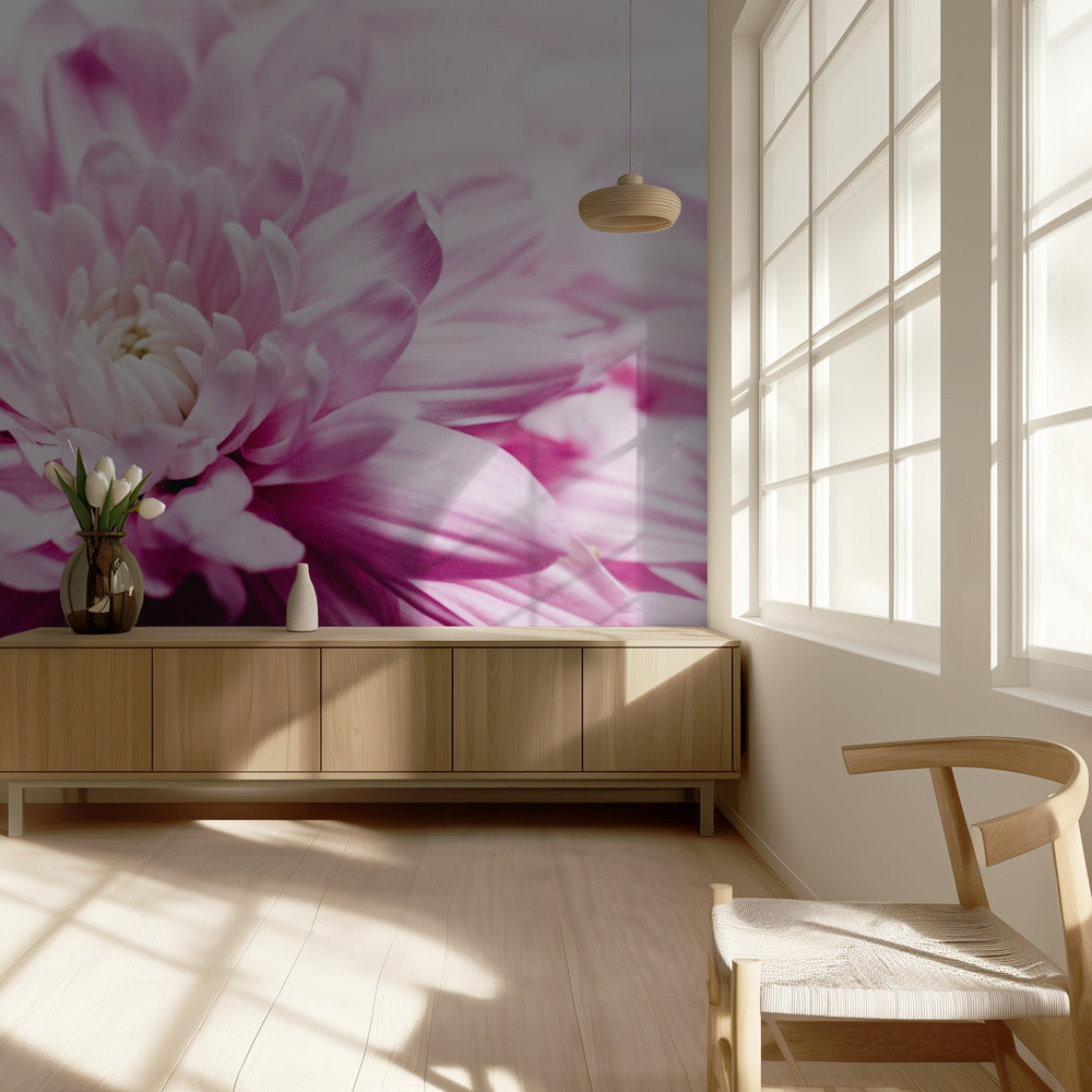 pink Chrysanthemum Blossom | Wallpaper