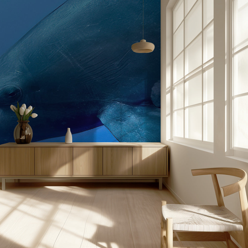 Tursiop Portrait | Wallpaper