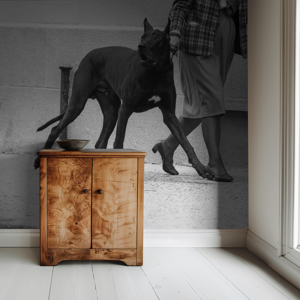 Great dane bodyguard (from the series &quot;Boy meets girl&quot;) | Wallpaper