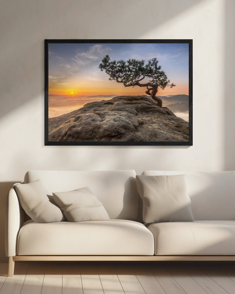 Old pine | Canvas